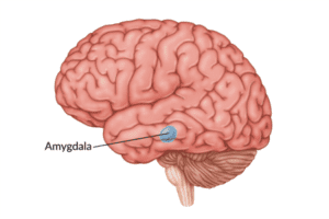 brain hack - amygdala